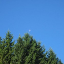 De maan overdag - Scouts en Gidsen Zaventem 